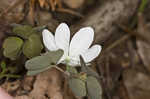 Rue anemone <BR>Windflower